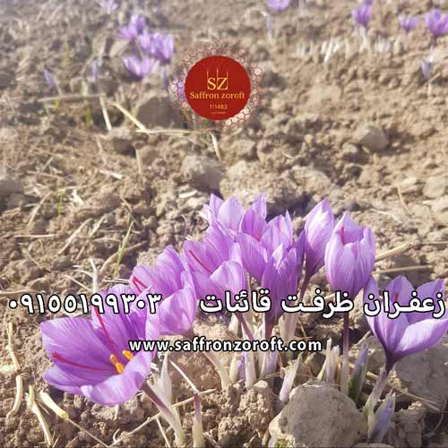 خواص زعفران برای رحم زنان