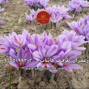 خواص زعفران برای سرماخوردگی