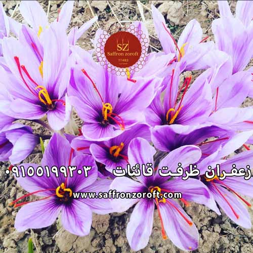 زعفران ارگانیک مستقیم از کشاورز